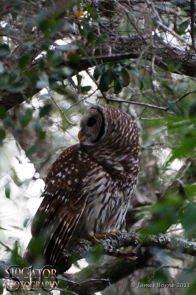 Barred owl-13-092511.JPG